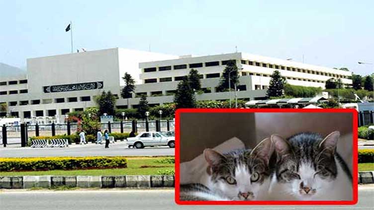 Furry visitors spotted at Parliament House gallery