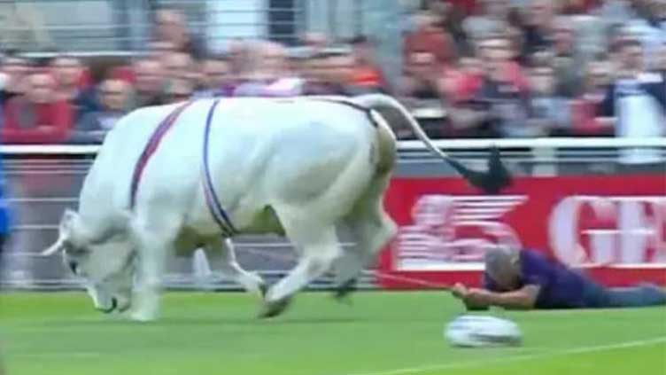 Rugby league-Rampaging bull disrupts Super League match