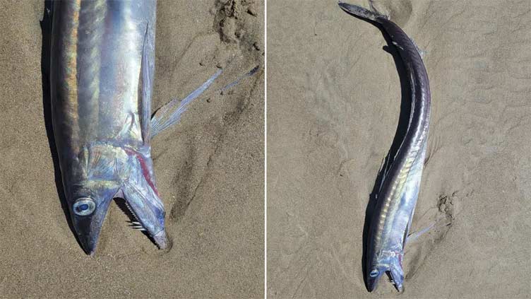 Freaky-looking fanged fishes found on Oregon beaches