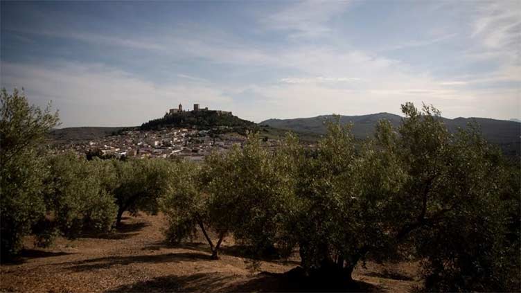 Drought spells 'catastrophe' for Spain's olive harvest