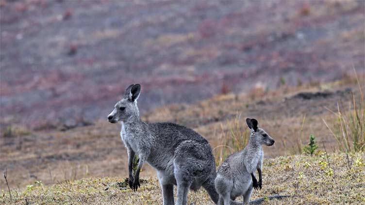 Australia told to shoot kangaroos before they starve