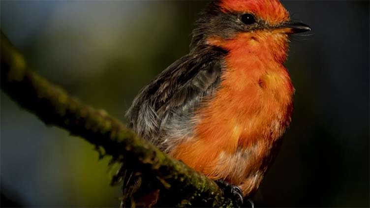 On Galapagos Islands, Darwin's flycatcher makes a tiny comeback