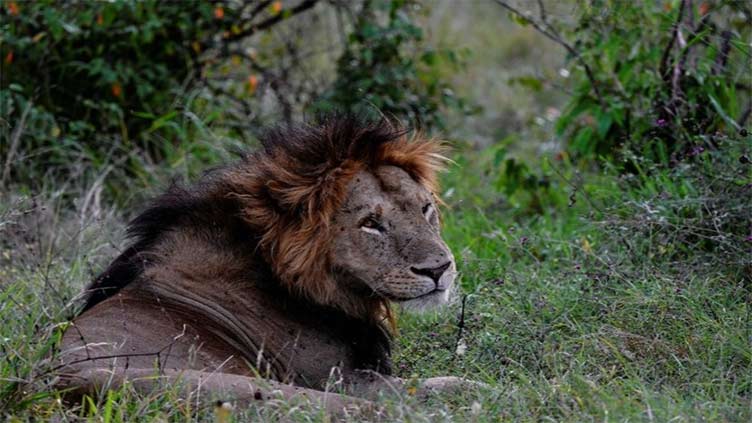 Six lions killed in Kenya in blow to conservation efforts