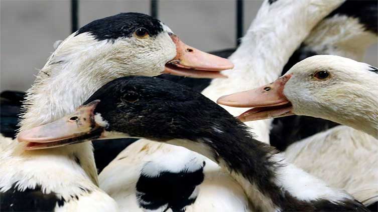 France tightens bird flu measures in southwest after new outbreaks