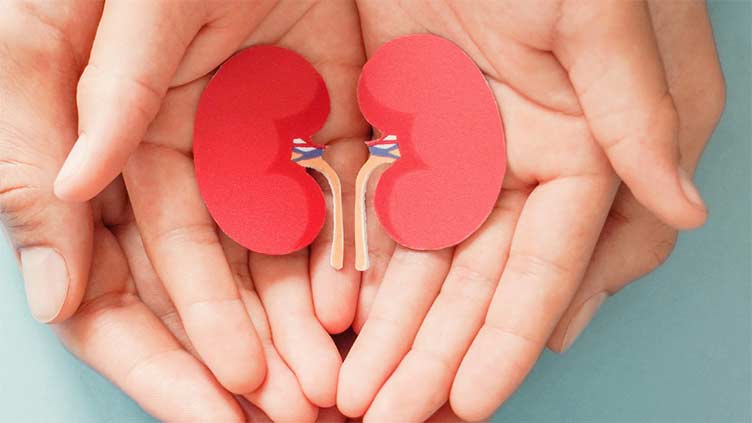 Kidney damage can increase your risk of heart disease