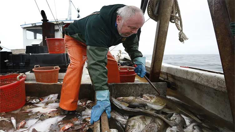 A net negative: Haddock, a staple Atlantic fish, is in decline off New England, regulators say