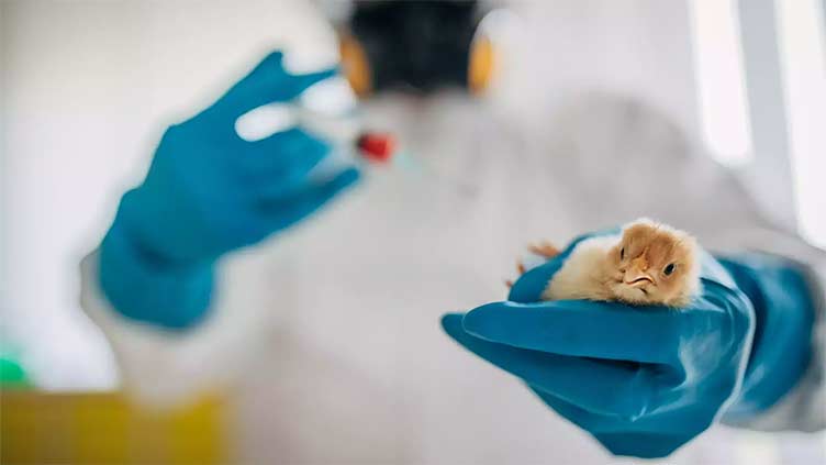 Bird flu detected in 2 poultry workers in the UK; no transmission between people