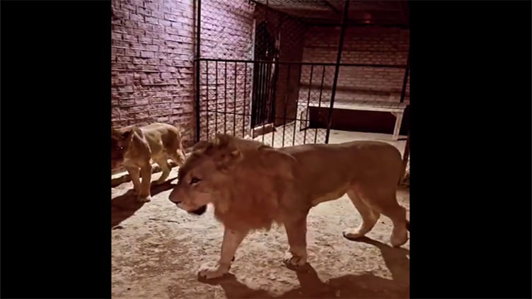 Tragedy averted as four circus lions captured after cage escape