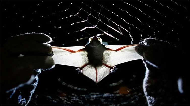 Seven things to know about bats and pandemic risk