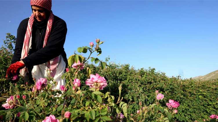 Scent of tradition lingers in Lebanon 'village of roses'