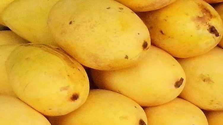 Mango exporters fear climate change may cause 20pc dip in production