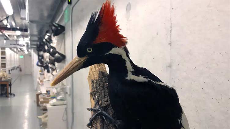 Videos show purported ivory-billed woodpeckers as US moves toward extinction decision