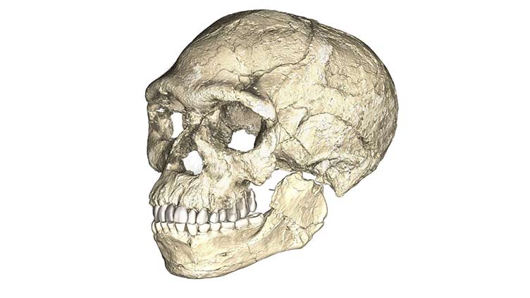 Genome data sheds light on how Homo sapiens arose in Africa