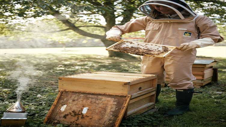 Queen Bee: UK's Princess of Wales dons veil and boots to mark World Bee Day