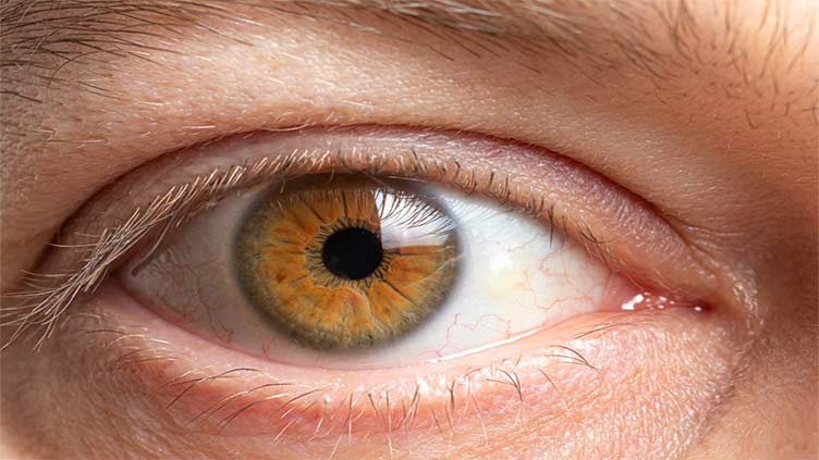 Vision: Cones, rods in the retina may still retain visual function despite eyesight loss