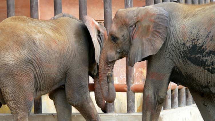 Madhubala also battling fatal infection after Noor Jehan's demise  