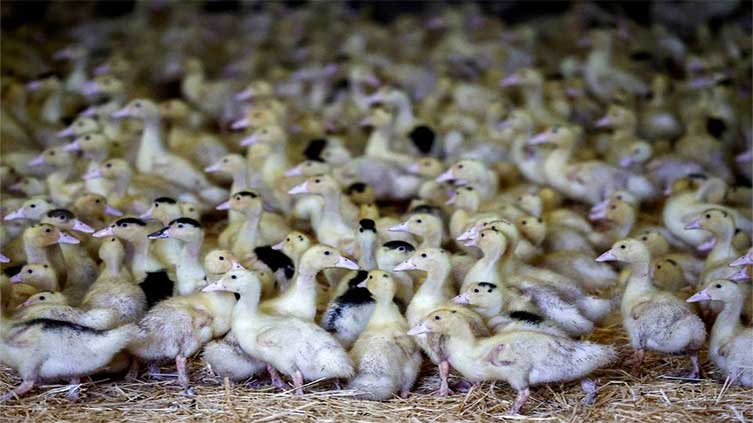 Animal health body backs bird flu vaccination to avoid pandemic
