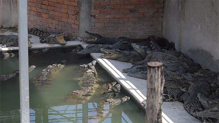 Cambodian killed by 40 crocodiles after falling in enclosure