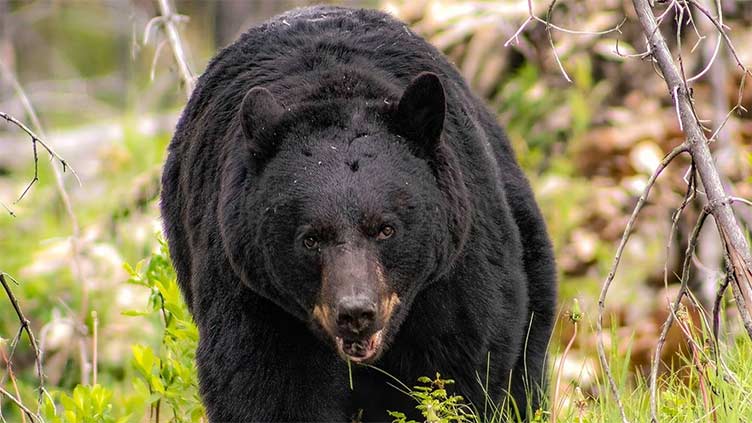 Bear helps itself to 60 cupcakes from Connecticut bakery, scares employees