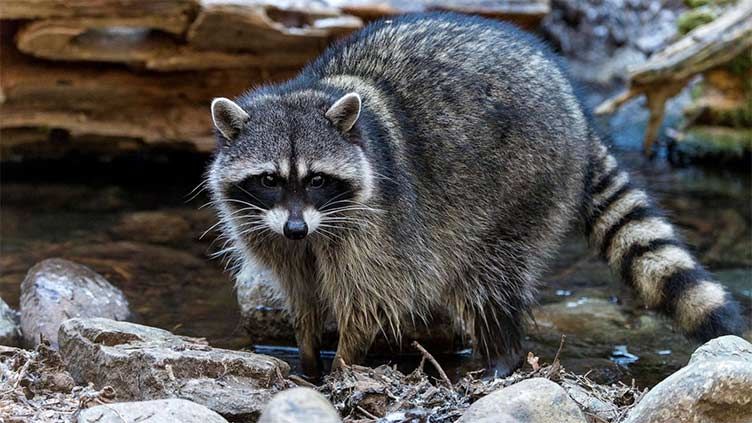 Raccoon euthanized after woman brings it to pet store and other customers kiss it