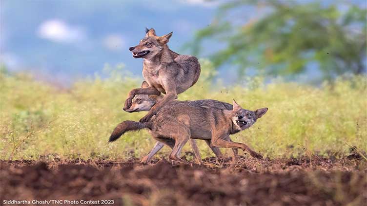 The Nature Conservancy announces stunning photo contest winners