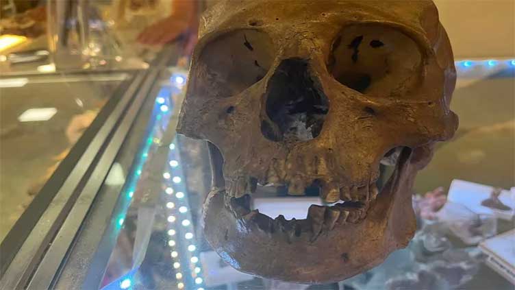 Skull found in Halloween section of Florida store may belong to a human, police say