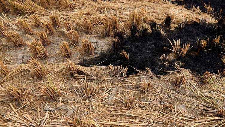 India's top court tells states to stop crop burning as New Delhi's air turns hazardous