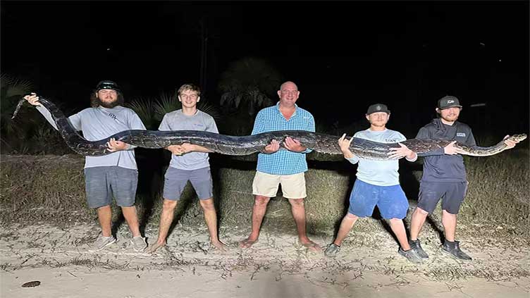 Monster python captured in Florida