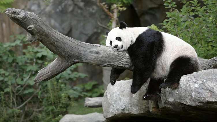 Washington's National Zoo says bye bye to beloved giant pandas