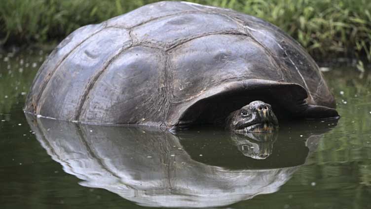 Endangered Galapagos tortoises suffer from human waste: study