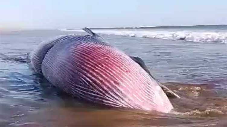 Dead gigantic whale on Pasni coast bewilders fishermen