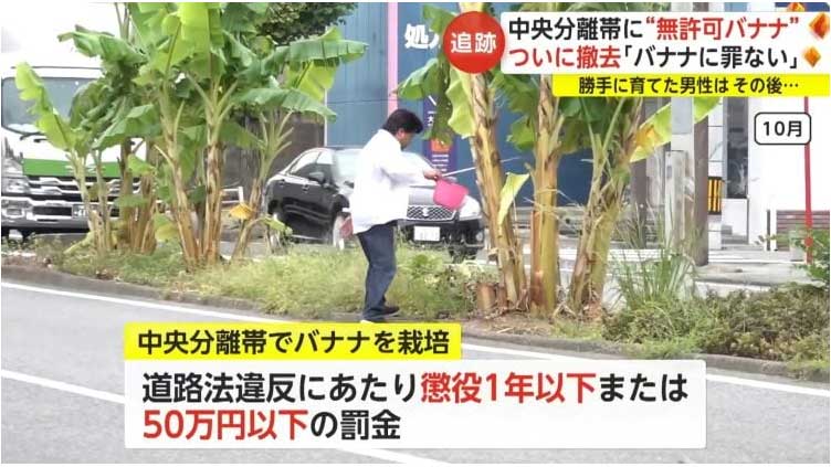 Japanese man may face jail for growing bananas 