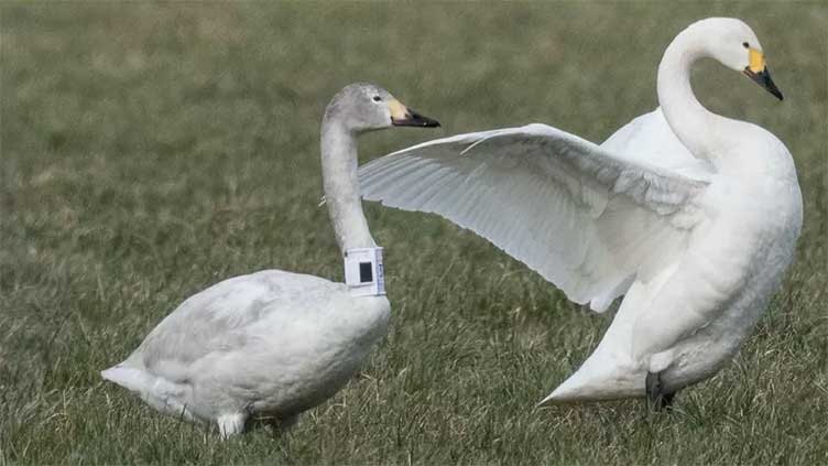 Swans changing their behaviour in a warming world: Scientists