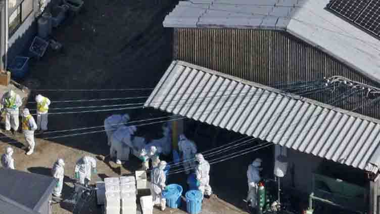 Japan detects season's first bird flu case, to cull 40,000 birds