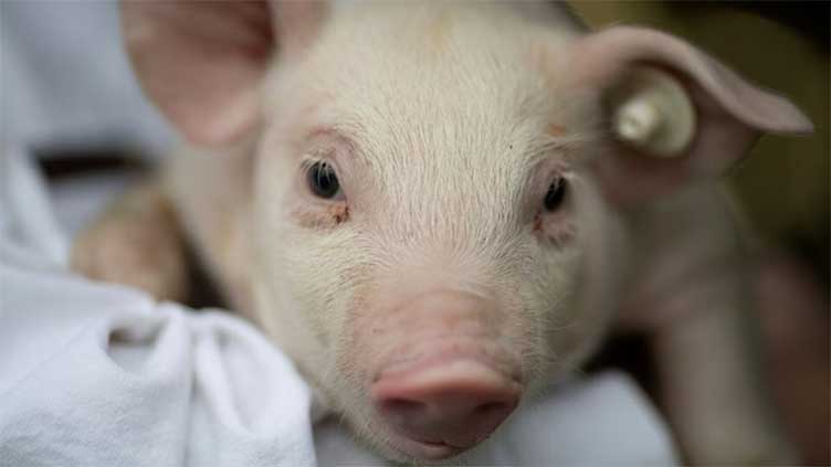 New strain of swine flu found in humans in UK