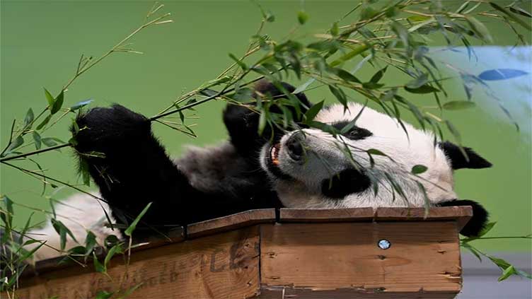 Britain bids farewell to its only giant pandas after 12 years