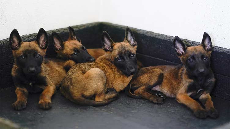 Mexico's rescue and drug-sniffing dogs start out at the army's puppy kindergarten