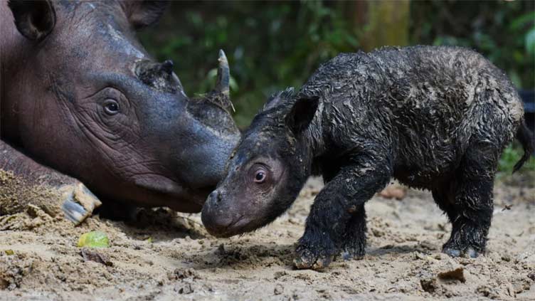 Endangered Sumatran rhino born in Indonesia