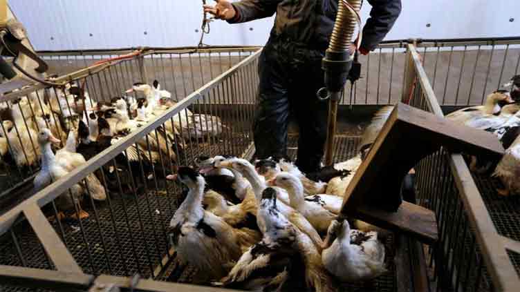 France kicks off bird flu vaccination despite trade backlash risk