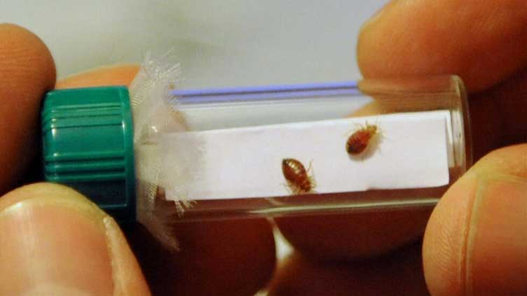 France to hold crisis meetings over 'scourge' of bedbugs