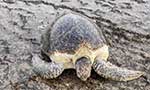Warming beaches threaten Yemen sea turtles' future