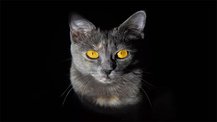 Cats, other mammals can glow in the dark, study finds
