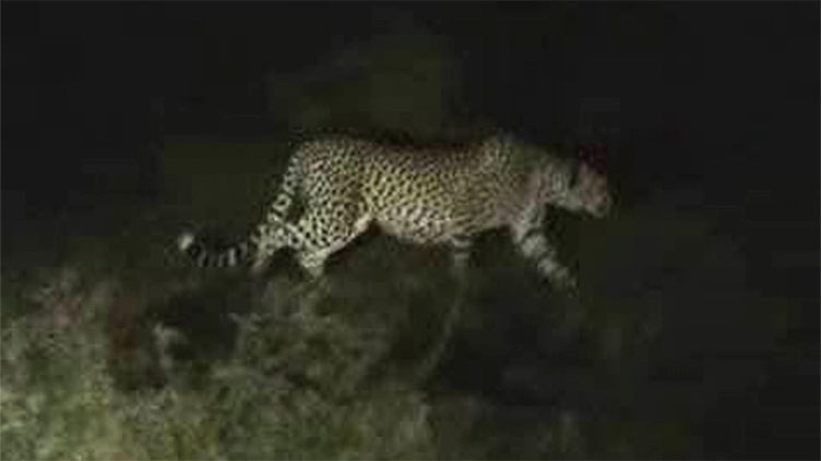 Panic among locals as leopard spotted in Hangu