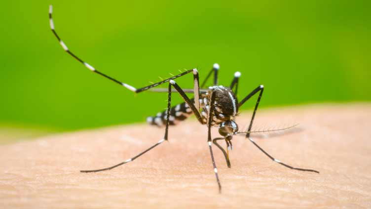 Lahore bitten hard as Punjab reports 143 new dengue cases