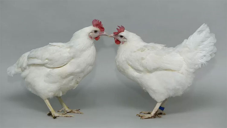 Bird flu: Scientists see gene editing hope for immune chickens