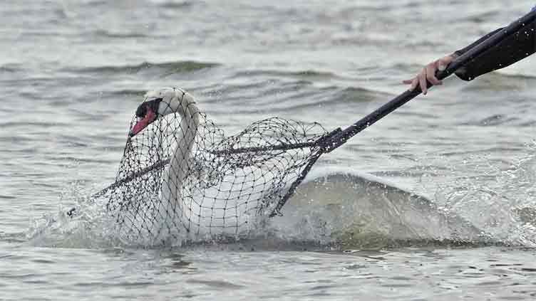 Swans dating to Queen Elizabeth II gift are rounded up