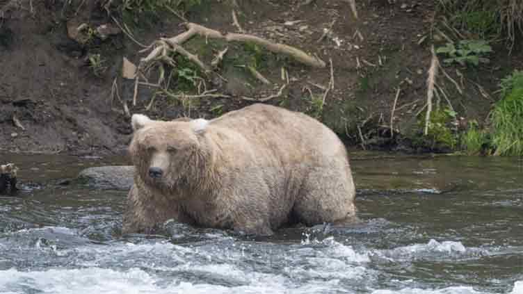 Don't mess with mama bear: Grazer wins popular Fat Bear Contest