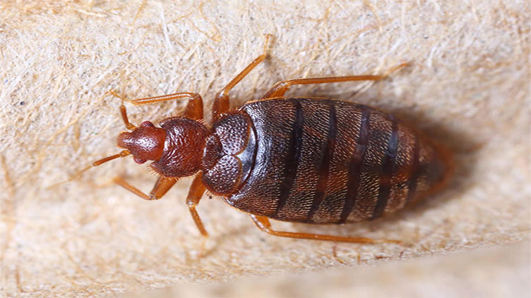 Bedbugs: hotels turn to tech as outbreaks rise