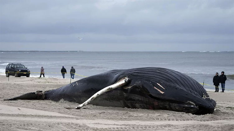 Death of over 2,000 whales along US coast linked to climate change
