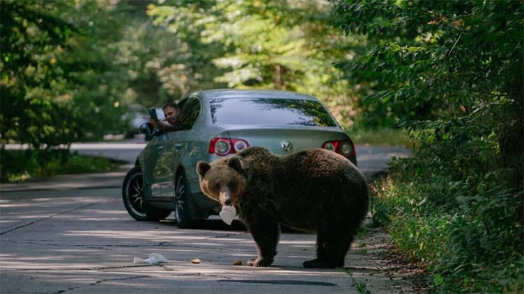 Keep or cull? Romania divided over its bear population